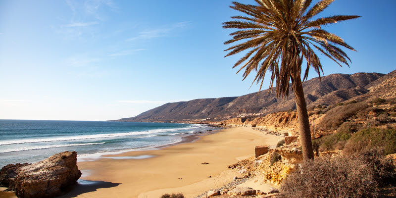 Strand i Agadir med en palm Strand i Agadir med en palm
