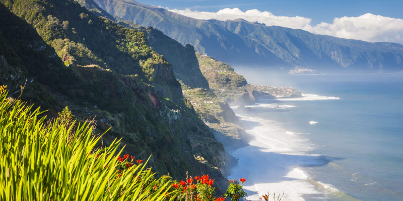Blommor med kust i bakgrunden på Madeira Blommor med kust i bakgrunden på Madeira