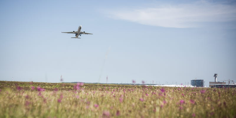 Ett flygplan över en äng med lila blommor och Arlanda flygplats i bakgrunden Ett flygplan över en äng med lila blommor och Arlanda flygplats i bakgrunden