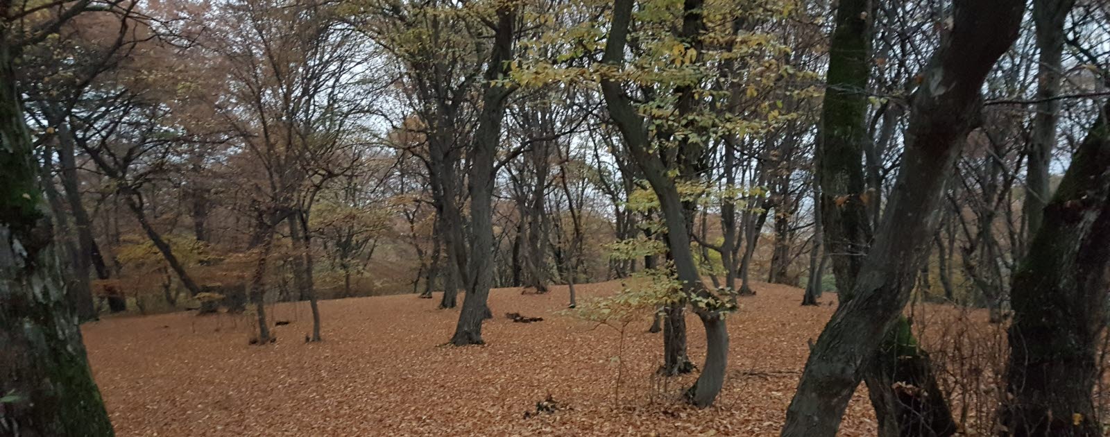 The forrest Hoia Baciu. The forrest Hoia Baciu.