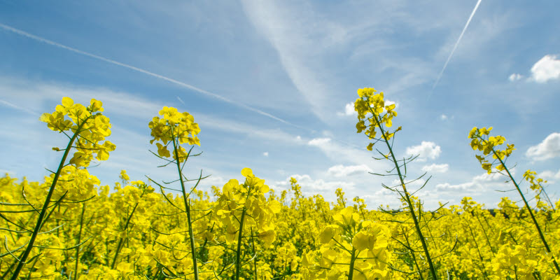 rapsblommor rapsblommor
