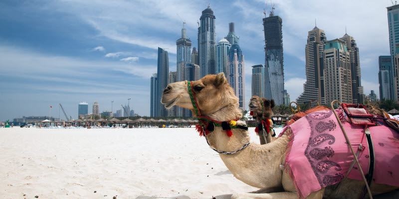 Kamel på stranden i Dubai Kamel på stranden i Dubai