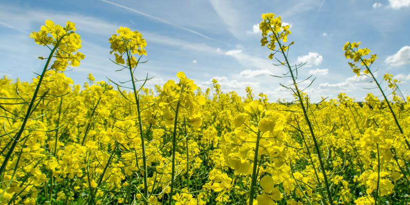 rapsblommor rapsblommor