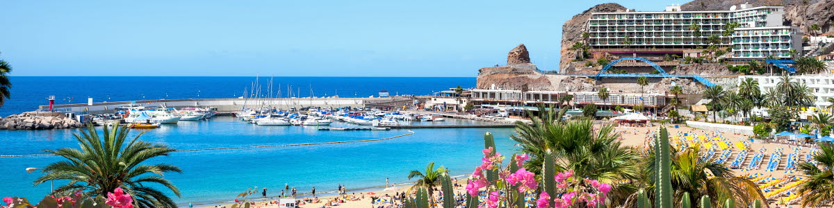 Strand på Gran Canaria med rosa blommor i förgrunden Strand på Gran Canaria med rosa blommor i förgrunden
