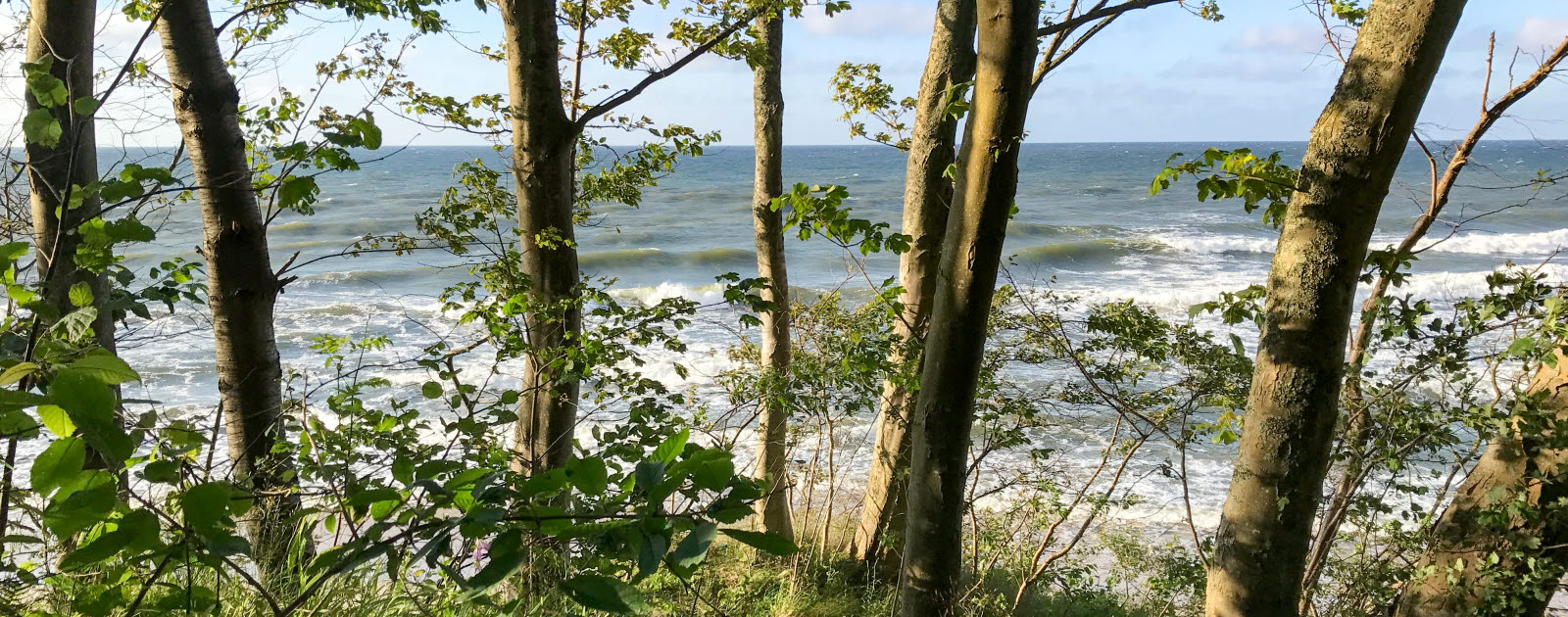 Strand med träd i förgrunden Strand med träd i förgrunden