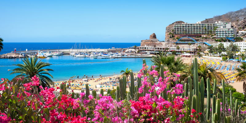 Strand på Gran Canaria med rosa blommor i förgrunden Strand på Gran Canaria med rosa blommor i förgrunden