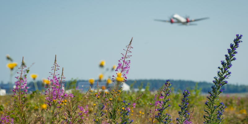 Flygplan och blommor Flygplan och blommor