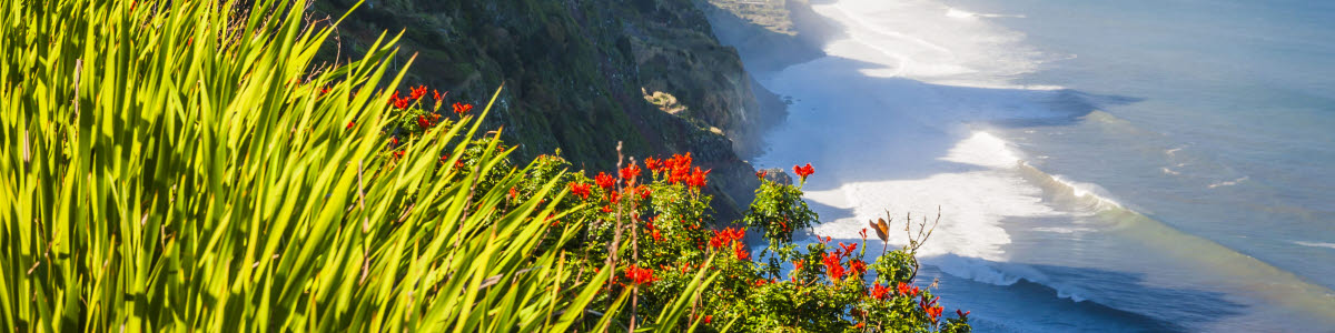Blommor med kust i bakgrunden på Madeira Blommor med kust i bakgrunden på Madeira