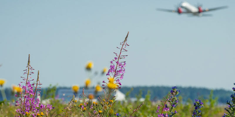 Blommor och flygplan Blommor och flygplan