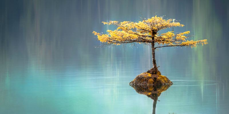 tree tree