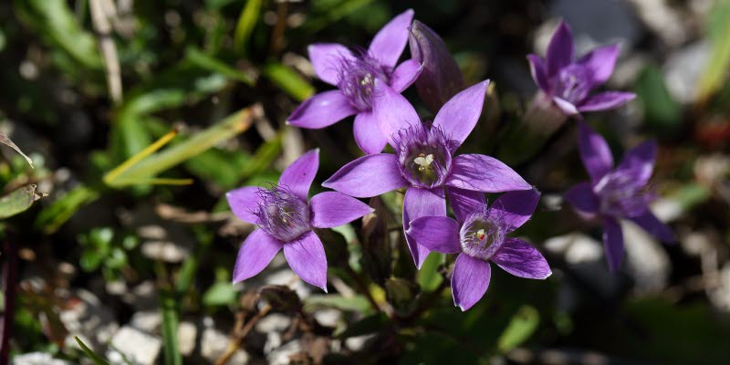 Fältgentiana Fältgentiana